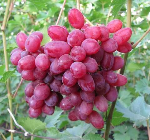 Продам саджанці винограду різних сортів