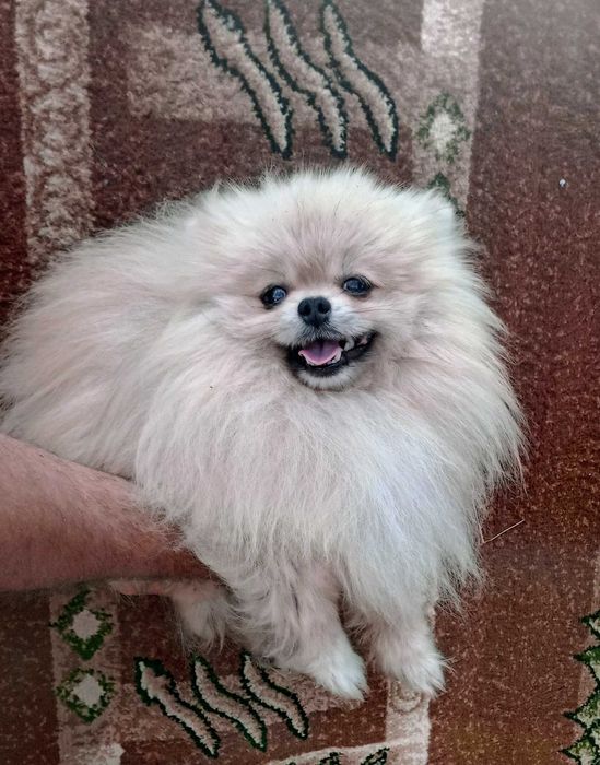 Szpic Pomeranian