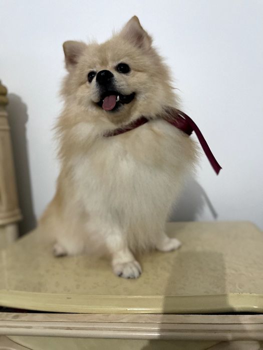 Померанські шпіци — Лише 2 хлопчика! Ідеальна можливість