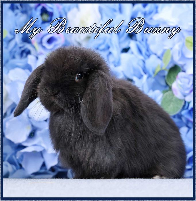 Piękny Młody Królik Mini Lop - Black