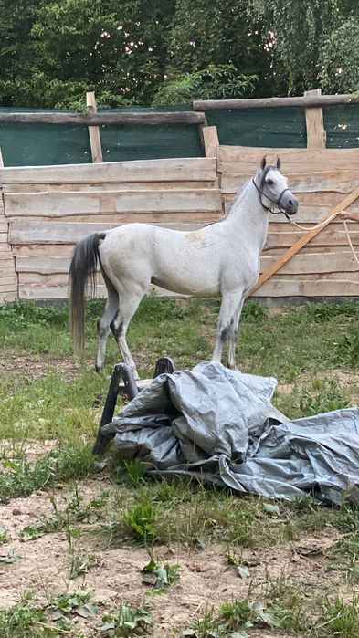 Galel Al Khalediah 8 letni wałach arabski