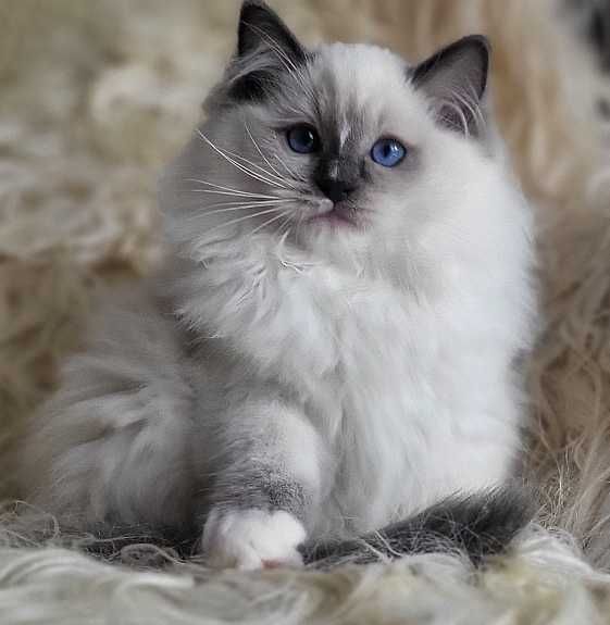 Kocurek ragdoll z rodowodem, już do odbioru:)