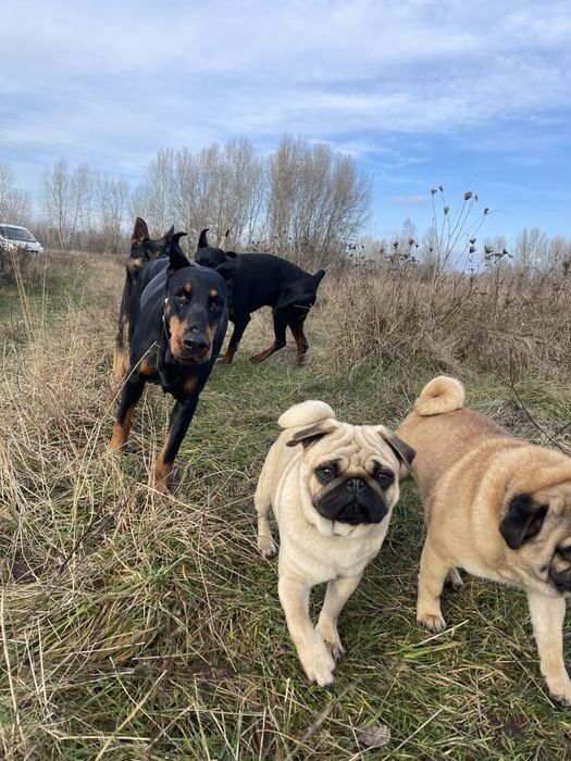 Мопс цуценята супер якість, п-к Голден Пак