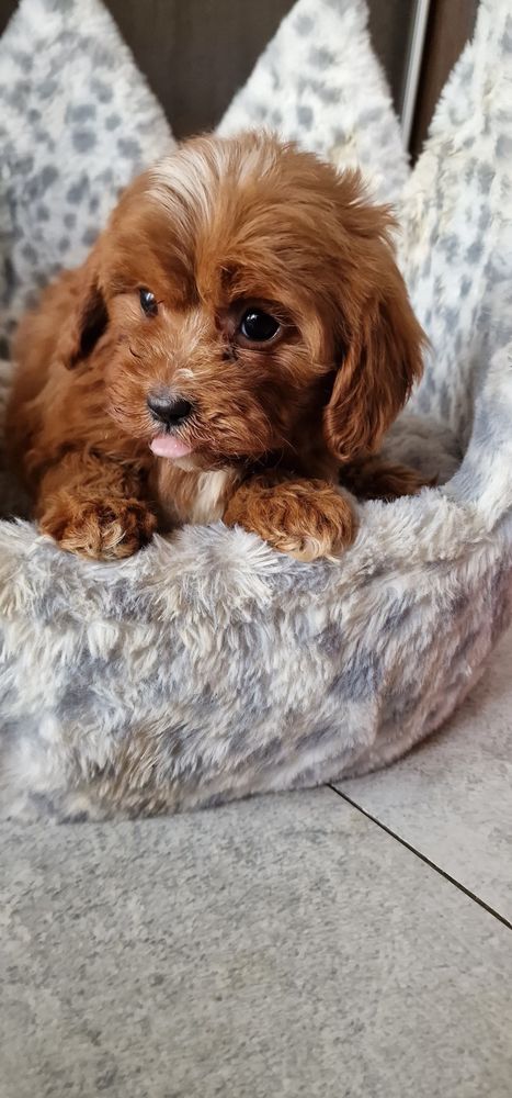 Cavapoo Cudowna Suczka Art Puppies