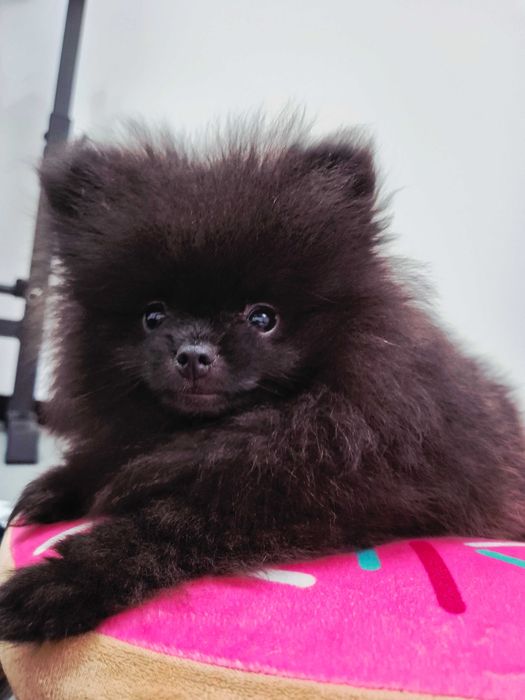 Pomeranian Tobi – śliczny czarny piesek gotowy do zmiany domu
