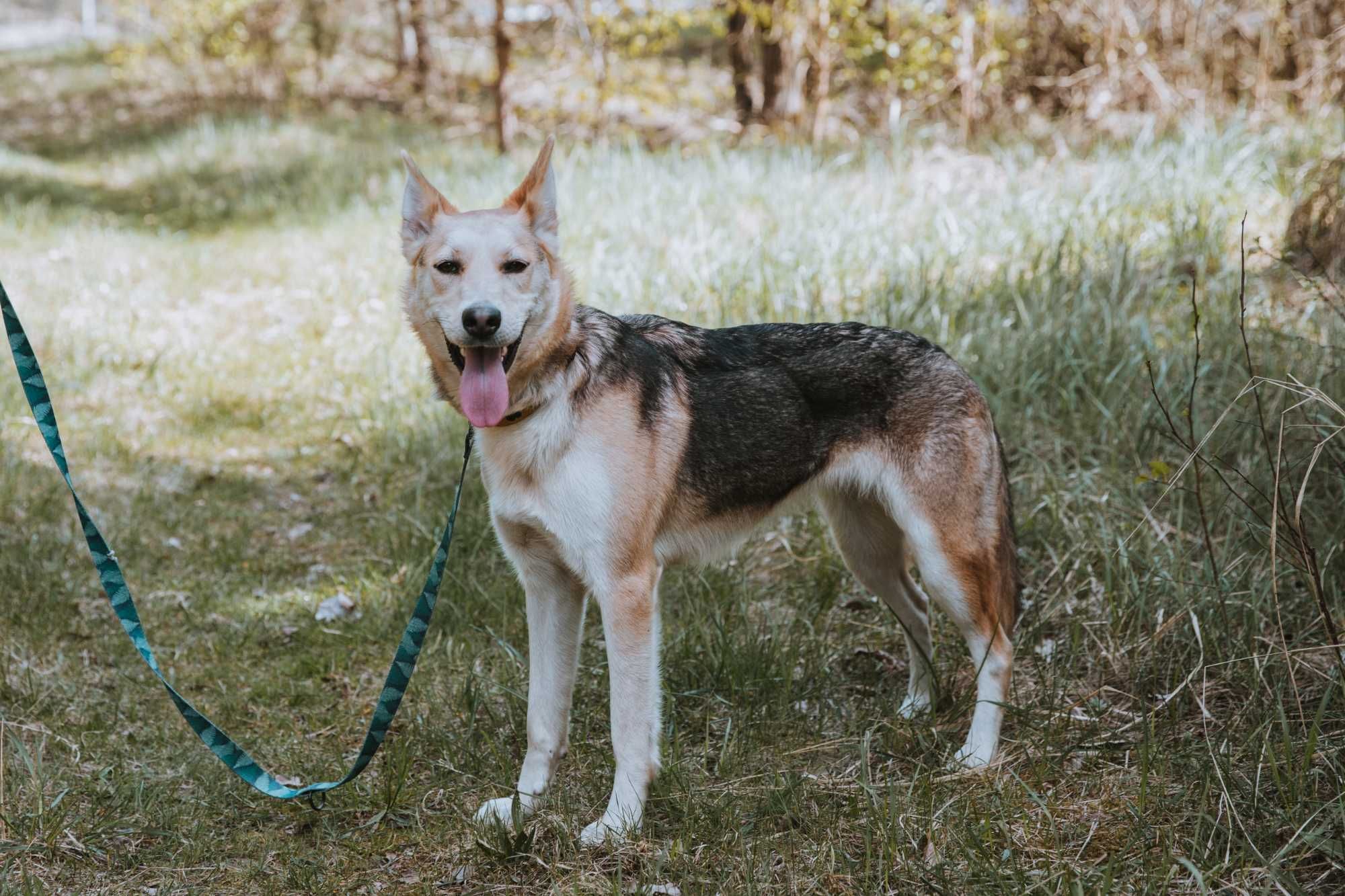 Gracja mloda sunia mix husky