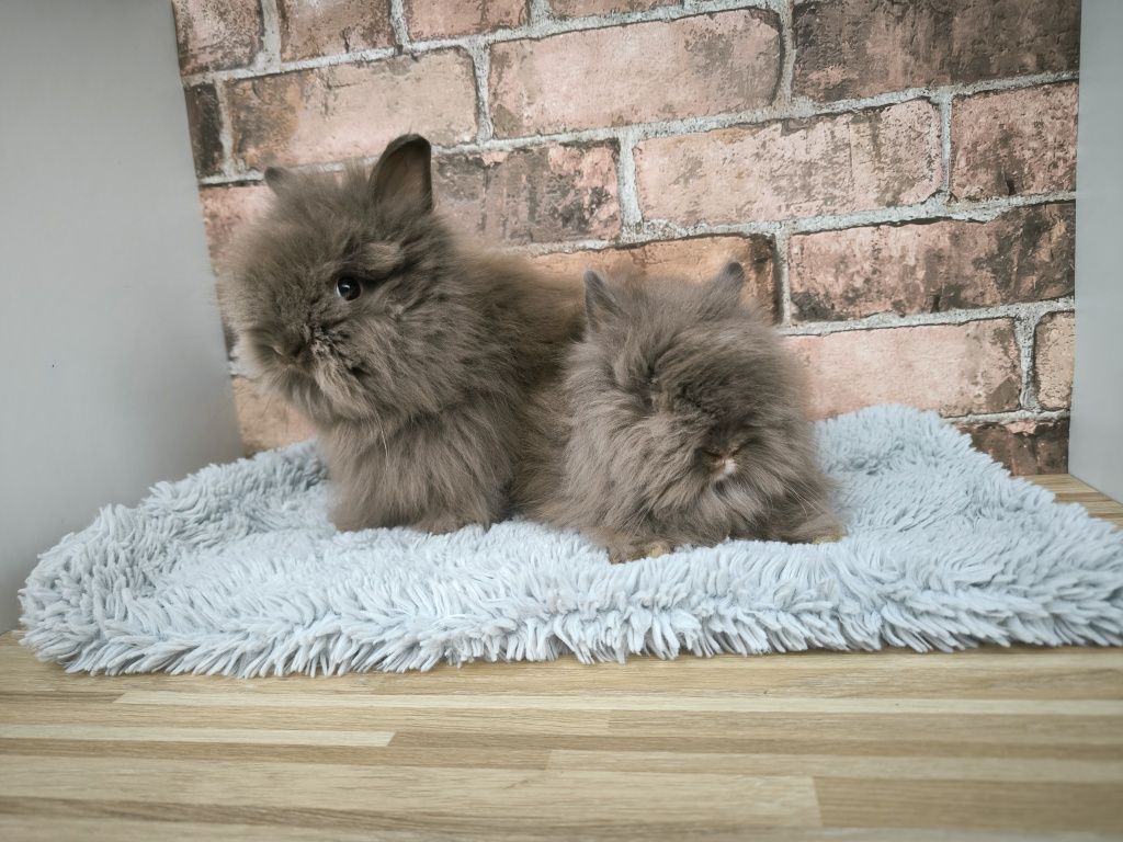 Króliczki Karzełek Teddy długowłose pusztye króliki metryka mini