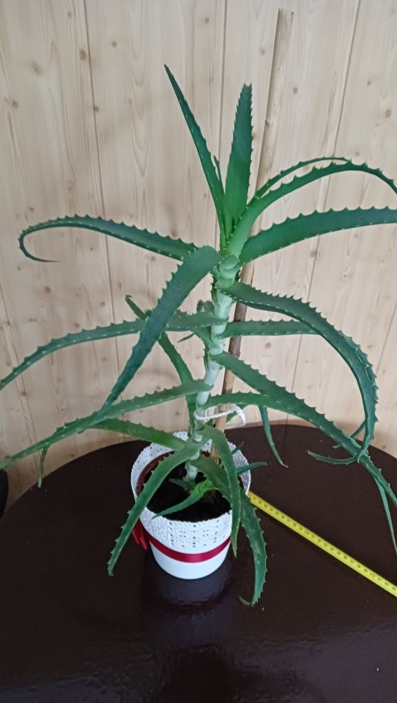 Aloes leczniczy.