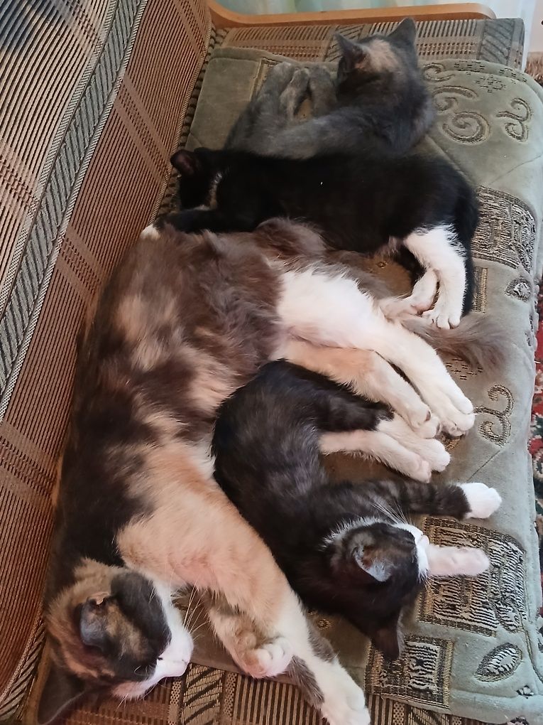 Кошенята в добрі руки