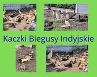 Biegus Indyjskii 12 tygodni