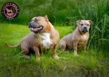 American Bully Pocket ! Samica Calibra- Doskonała krew!