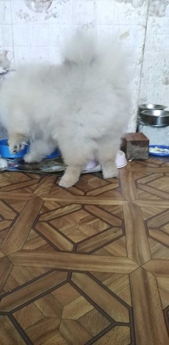 Мальчик красавчик (вязка)