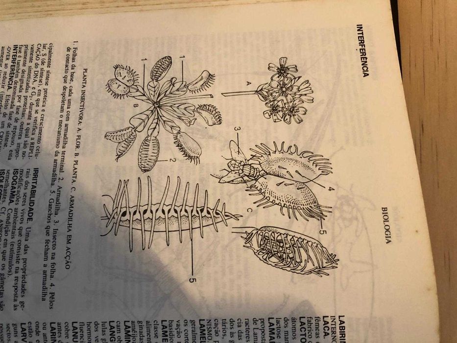 Dicionário Enciclopédia  com ilustrações desenhadas