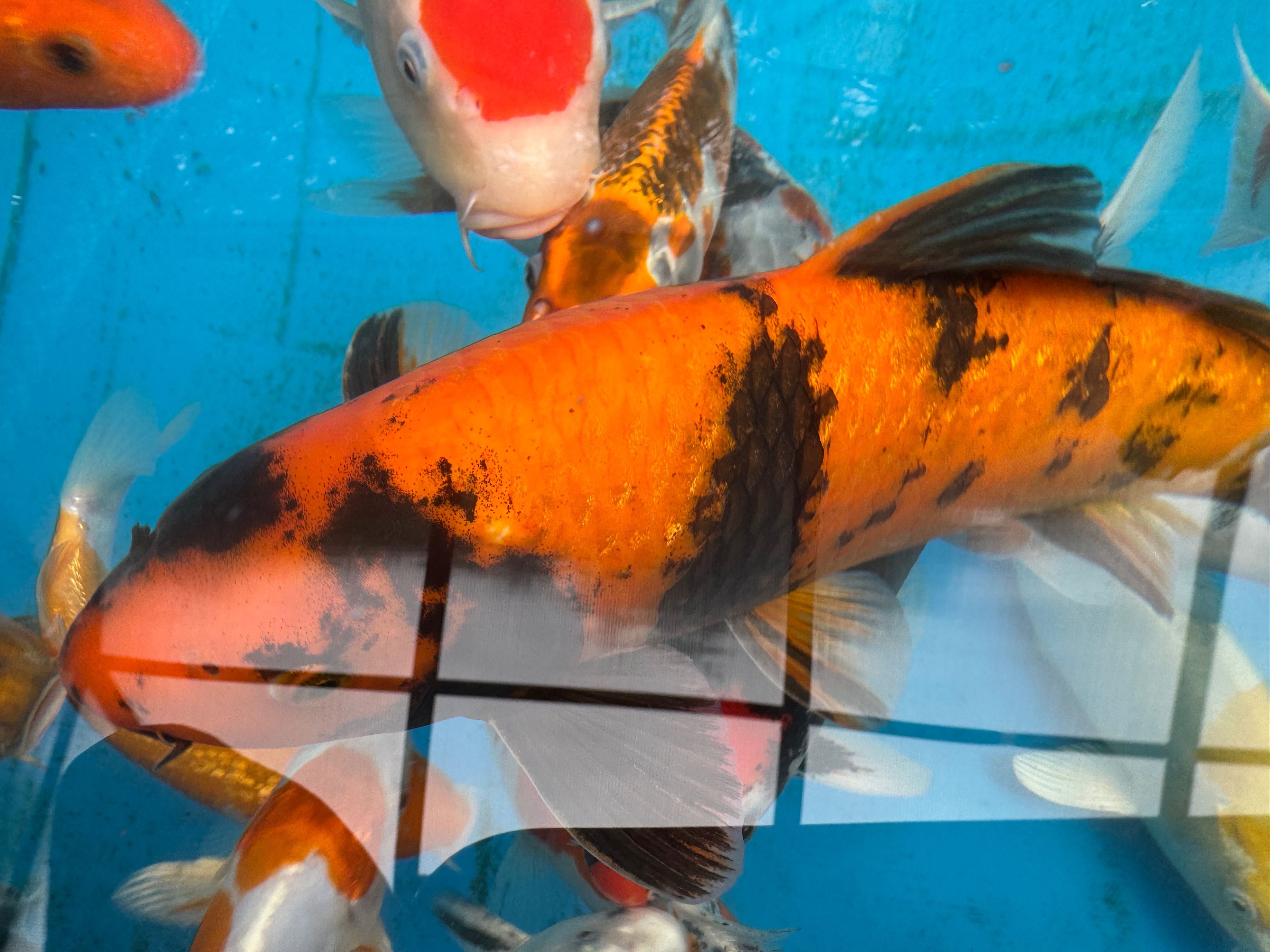 Karp KOI, oczko wodne