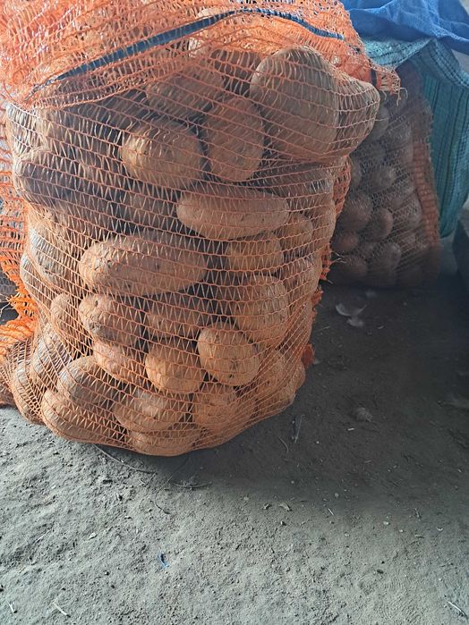 Ziemniaki IRGA ll sortu