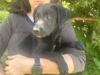 Czarna sunia labrafor retriever
