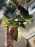 Planta florida beauty