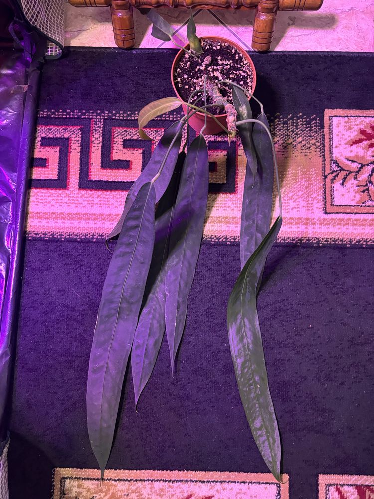 Anthurium wendlingerii duża sadzonka