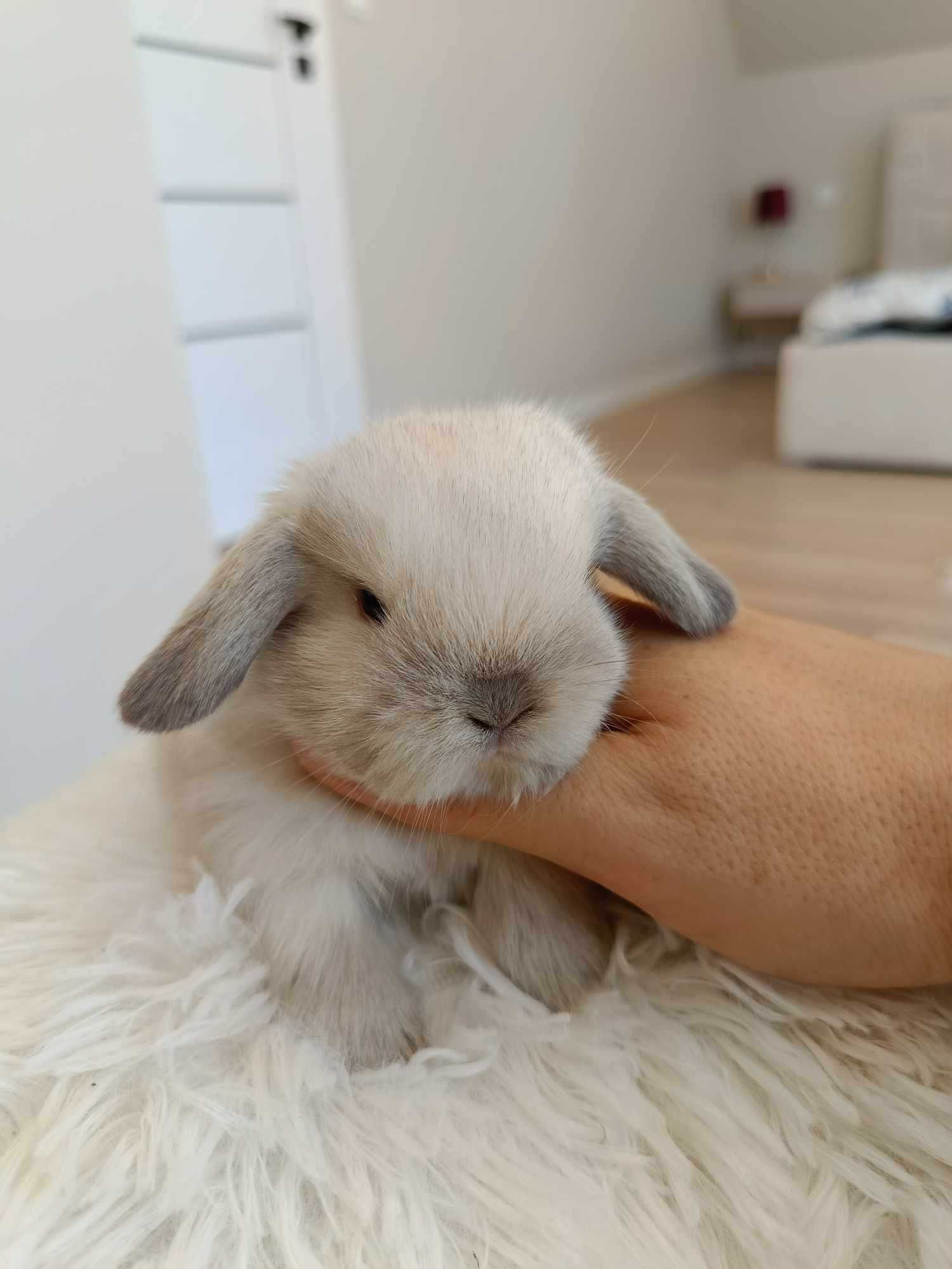 Mini lop karzełek Teddy hodowla zarejestrowana