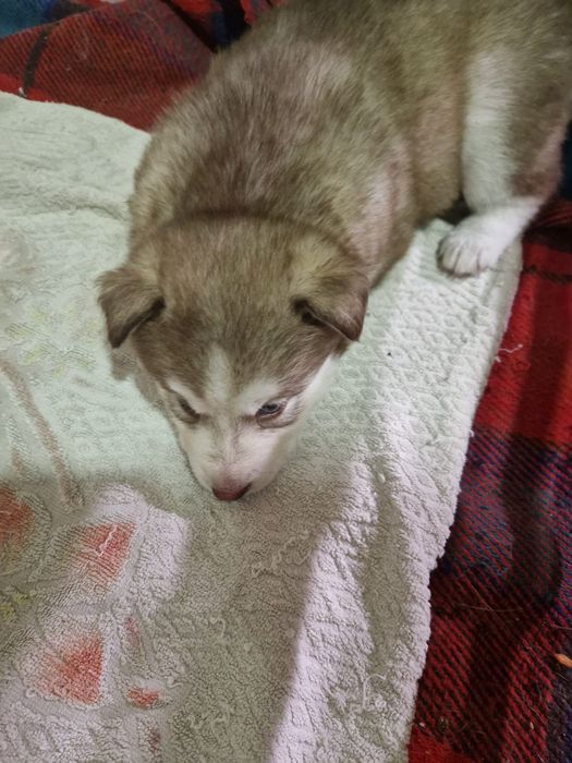 Brązowa suczka Siberian Husky