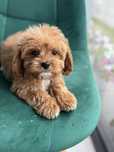 Cavapoo Piesek o pieknym kolorze