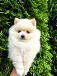 Szpic miniaturowy pomeranian piesek