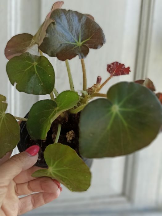 Бегонія червонолиста /Бегонія Фіста ( fiastii) та кейн Макулата