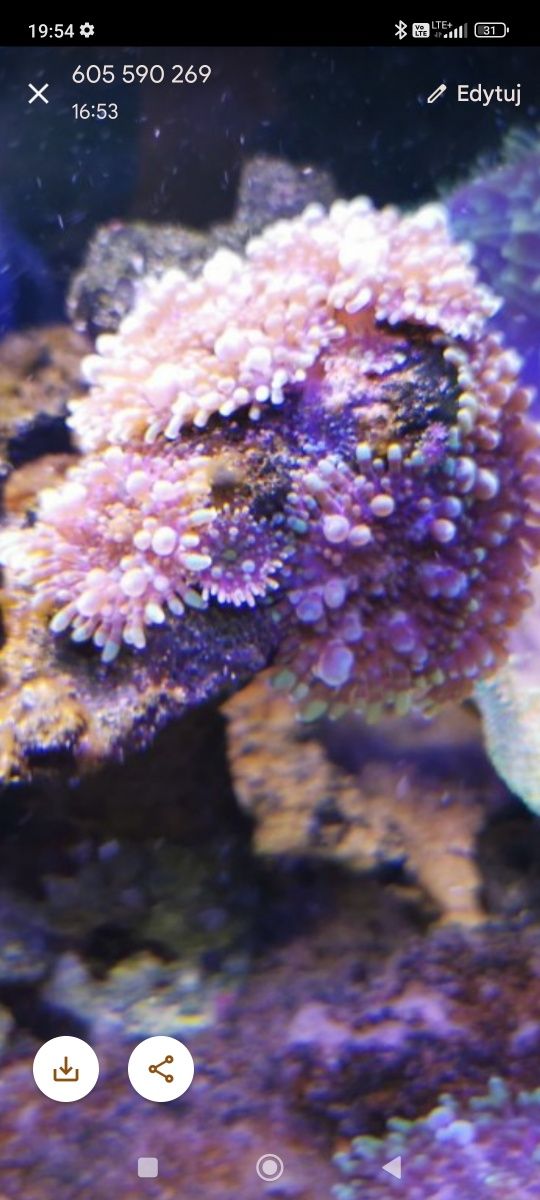 Koralowiec akwarium morskie rhodactis