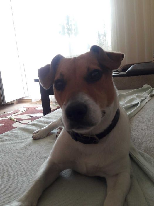 Джек рассел шукає дівчинку