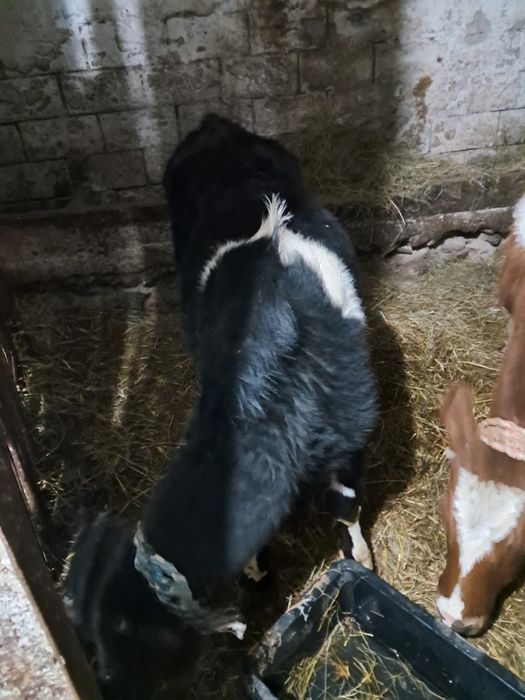 Jałóweczki jałóweczki