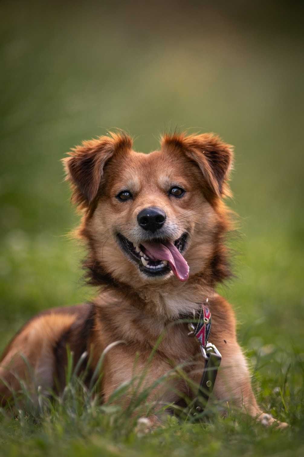 Śliczny Sprite do adopcji!