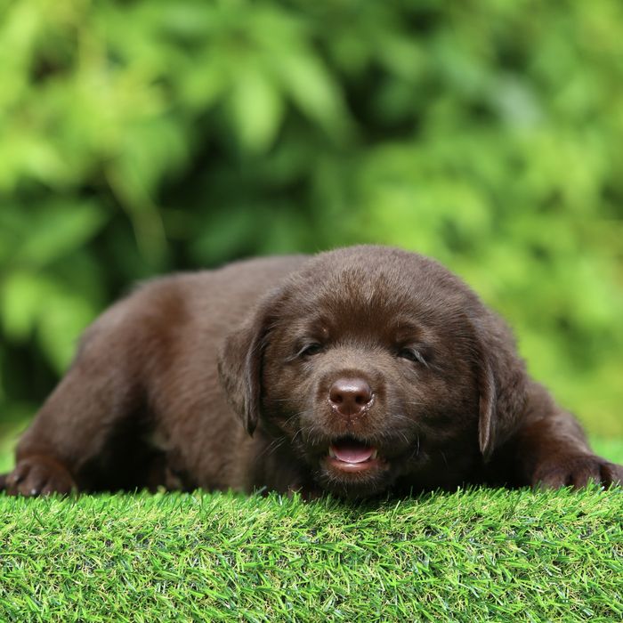 Цуценя / цуценята Лабрадор Ретривер / щеня / щенята / щенок / щенки