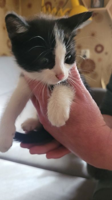 Kotki, kociaki, kotełki