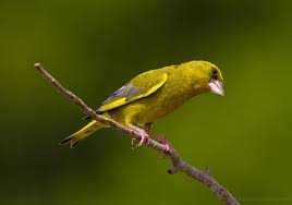 Aves Exóticas e Fauna anilhadas