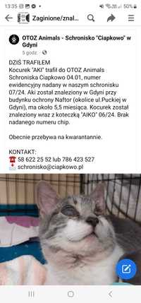 Kot z gdyni ( znaleziony z kotką)