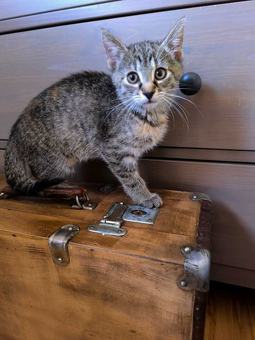 Kociątko Lusi do adopcji