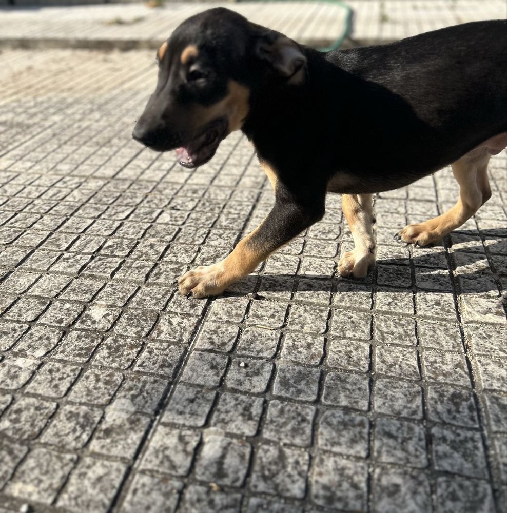 Adoção Responsável (Cães Bebés)