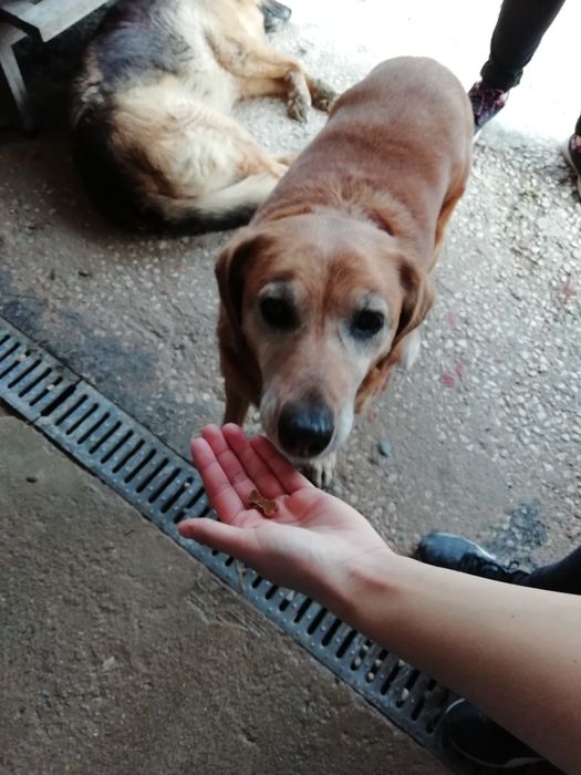 Pet Sitting & Dog Walking em Sintra