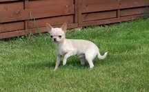Chihuahua maleńki piesek z rodowodem Chi
