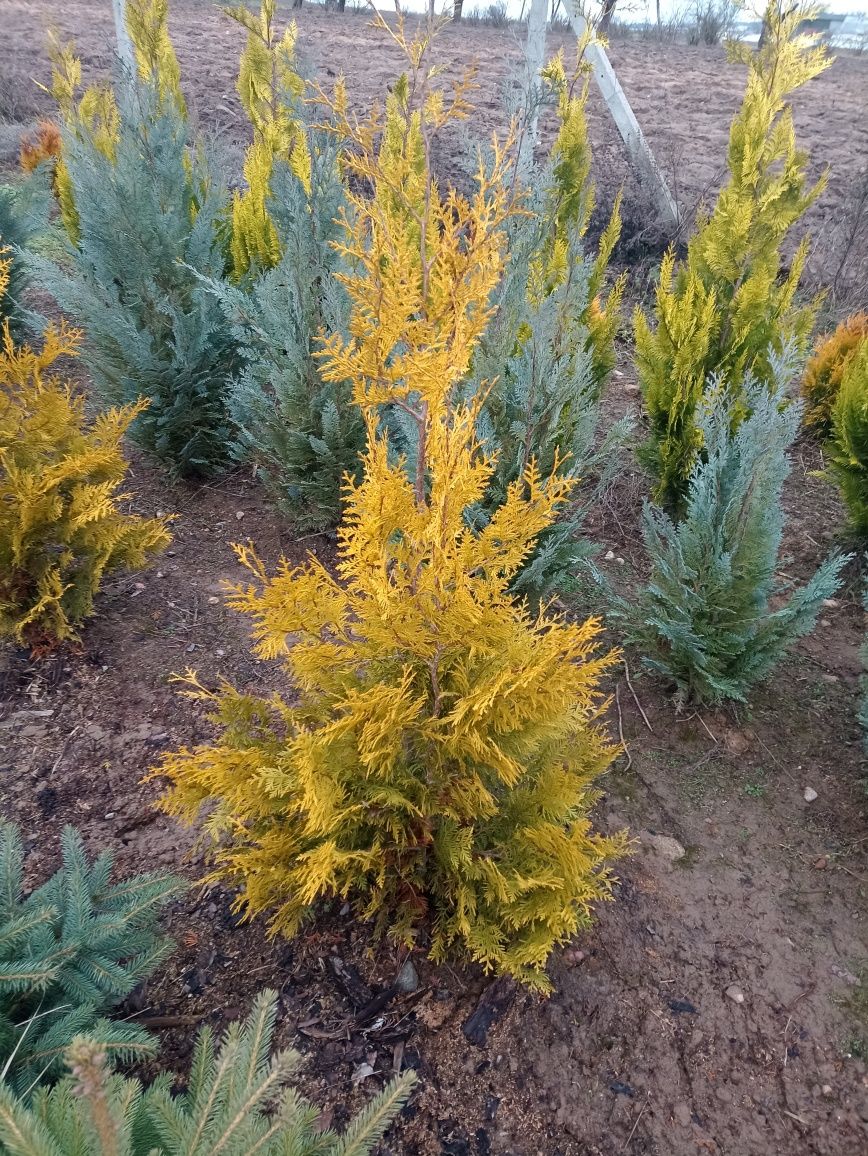 Thuja Golden Brabanta 120-140cm