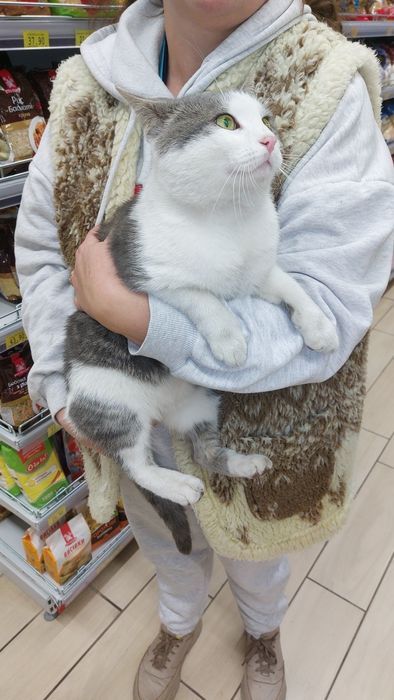 Знайшли кота, шукаємо власника