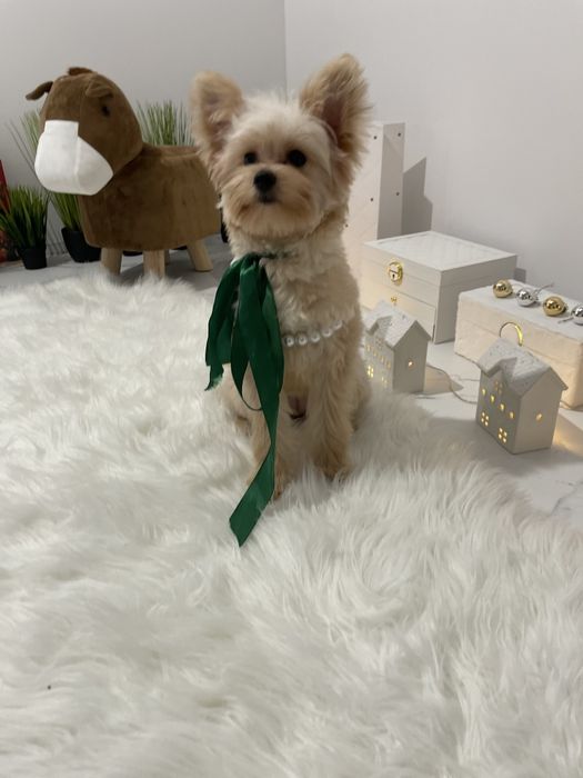 Міні-принцеси Помапу чекають на свої сімї