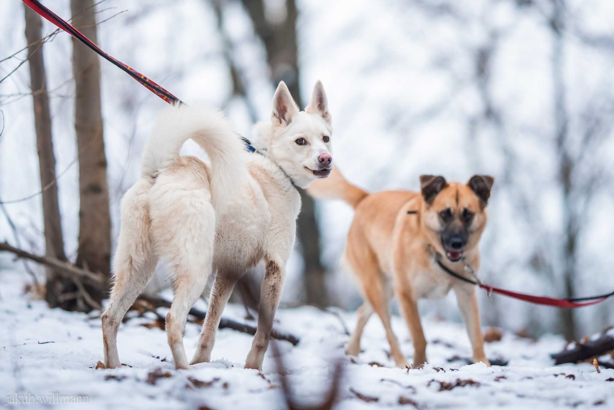 Słodzik - młodziutki mini mix husky adopcja