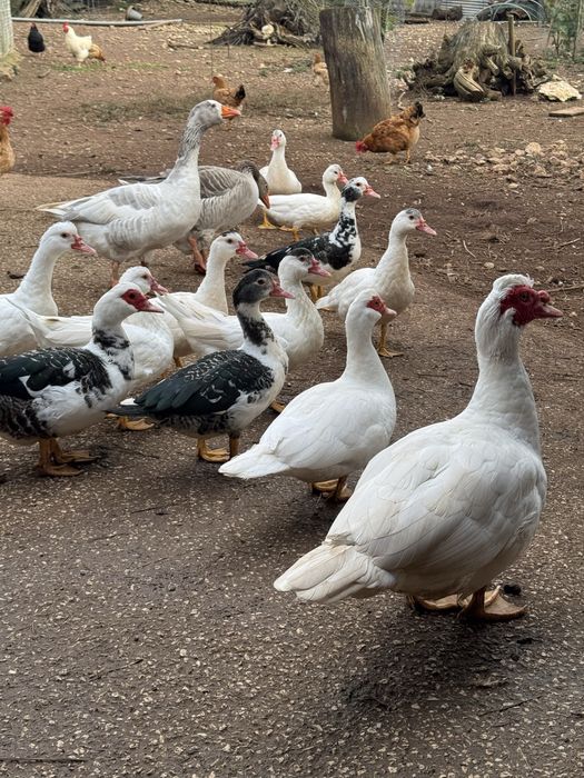 Patos Mudos caseiros