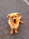 Kundelek do adopcji