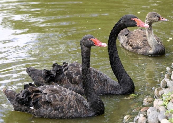 Cisne preto femea
