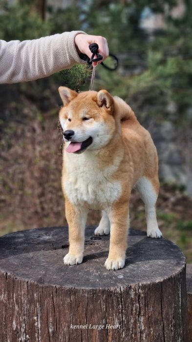 Щастя в дім, шиба, сіба,shiba