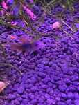 Corydoras ainda em crescimento para novos donos