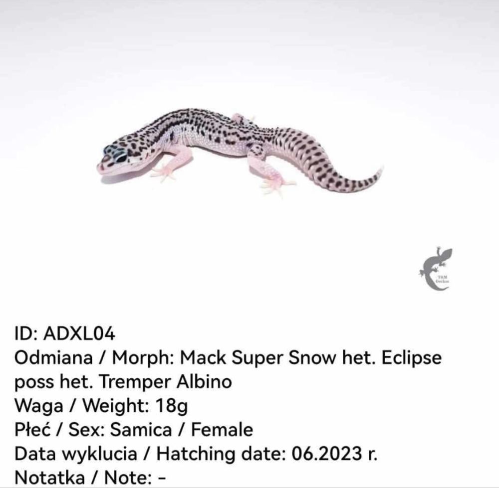 Wyjątkowe terrarium z szafką i gekonami