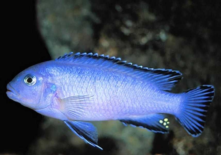 Pyszczaki,malawi  Pseudotropheus Socolofi, wysyłka